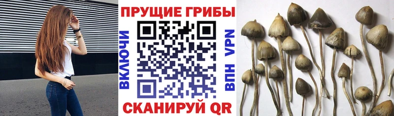 Псилоцибиновые грибы мицелий  Алзамай 